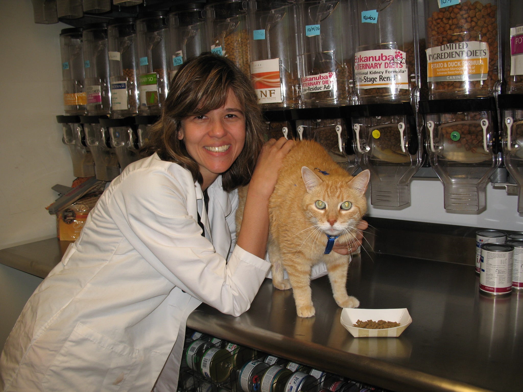 eukanuba cat veterinary diet renal formula